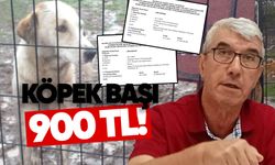 Köpek başına 900 TL!