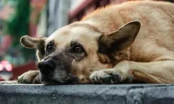 Sokak hayvanları için yargı “dur” dedi