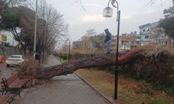 Manisa'yı fırtına vurdu, ağaçlar devrildi, çatılar uçtu