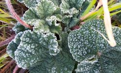 Manisa'ya zirai don uyarısı yapıldı