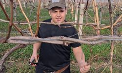 Yağmurların ardından Manisalı çiftçiler bağlara koştu