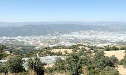 Sarıgöl Ovası beyaz gelinliğini çıkardı