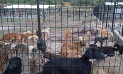 Yeni yılın ilk müjdesi: Sarıalan kapatılıyor!