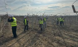 Sarıgöllü ziraat mühendisi bağ budama tekniklerini öğretti