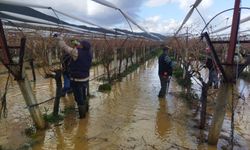 Manisa'da göle dönen bağlarda budama mücadelesi