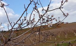 Manisa'da badem ağaçları çiçek açtı