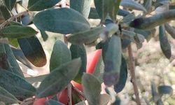 Manisa'da zeytin üreticilerine halkalı leke uyarısı
