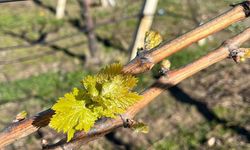 Manisa'da sıcaklıkların mevsim normallerin üzerinde seyretmesiyle bağlar uyandı