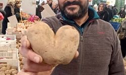 Manisa'da kalp şeklindeki patates görenleri şaşırttı