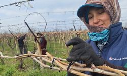 Sarıgöl Ovası'nda budama işlemi devam ediyor