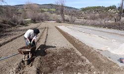 Manisa'da zorlu tütün mesaisi başladı