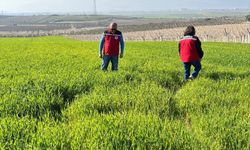 Manisa’da buğday üreticilerine ‘Septorya’ uyarısı