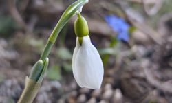 Spil Dağı'nda kardelenler ikinci kez açtı