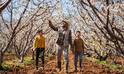 Beyaza bürünen kiraz ağaçları görsel şölen oluşturdu