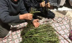 Sarmaşık otu pazarlarda yerini aldı