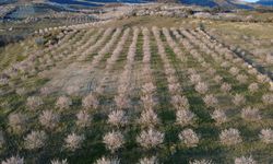Manisa'da görsel şölen: Kiraz ve badem ağaçları çiçek açtı