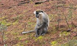 Mantar aramak için gittiği ormanda maymun buldu