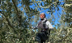 Manisalı çiftçiden zeytin üreticilerine budama tavsiyeleri