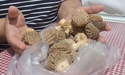 Manisa'da kuzu göbeği sezonu açıldı