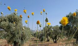 Endemik tür risk altında! Tülüşah bitkisi korunamıyor