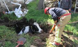Manisa'da kuyuya düşen inek kurtarıldı