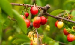 Kuzey yarımkürenin ilk kirazı Manisa'da 6 bin TL'ye satıldı