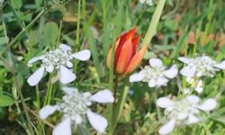 Manisa Lalesi'ni koparma bedeli 700  bin TL!