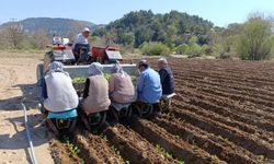Manisa'da tarım işçisi yevmiyesi 1400 TL oldu