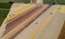 Üzümün başkenti Manisa’dan küresel başarı