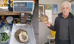 Manisa’da 540 gram dev kuzugöbeği bulundu