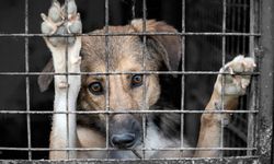 Sokak hayvanlarının yüzde 75'i toplandı! Tartışma büyüyor