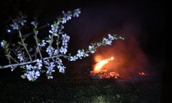 Manisa'da zirai don nöbeti tutuluyor