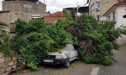 Manisa'da asırlık ağaç aracın üzerine devrildi