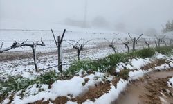 Manisa'da yağan kar bağlara zarar verdi