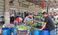 Manisa'da taze yapraklar kilosu 100 TL'den alıcısını bekliyor