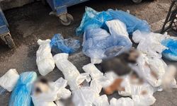 İzmir'de çöpte 33 kedi ölü bulundu
