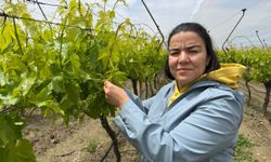 Manisalı üreticiden doğa dostu üretim örneği