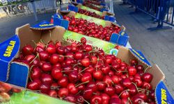 Alaşehir'in en güzel kirazı seçildi