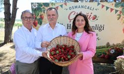 Osmancalı Çileği’nin ilk hasadı şenlikle yapıldı