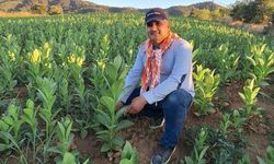 Sarıgöl'de tütün hasadı başladı