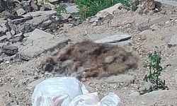 Alaşehir’de vahşet: Sokak hayvanları katlediliyor!