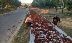 Manisa'da sezonun ilk kuru üzümü çuvala girdi