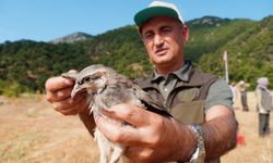 Manisa'da bin 200 kınalı keklik doğaya salındı