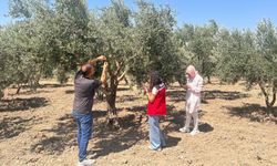 Manisa'da zeytin sineğine karşı mücadele sürüyor