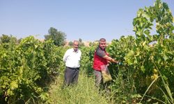 Manisa'daki bağlarda pestisit denetimi