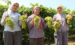 Çekirdeksiz Sultaniye üzümde hasat tarihi belli oldu