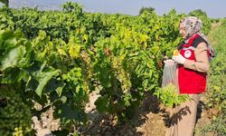 Manisa'da hasat öncesi bağlarda pestisit denetimi