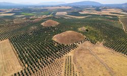 Dünyanın en büyük tümülüsü Manisa'da zamana meydan okuyor
