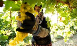 Manisa Bağ Bozumu Şenliği’ne özel fotoğraf yarışması
