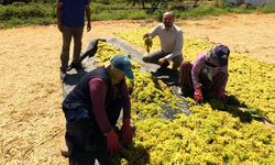 Manisa’da üzüm üreticisi fiyat bekliyor